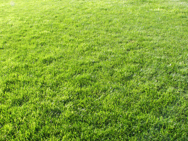 grass_texture_iii_by_kelhemp.jpg