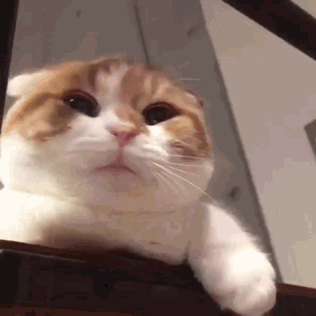 cat-yawn.gif