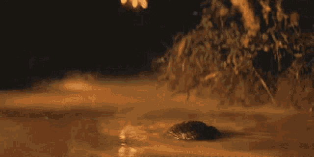 apocalypse-now.gif