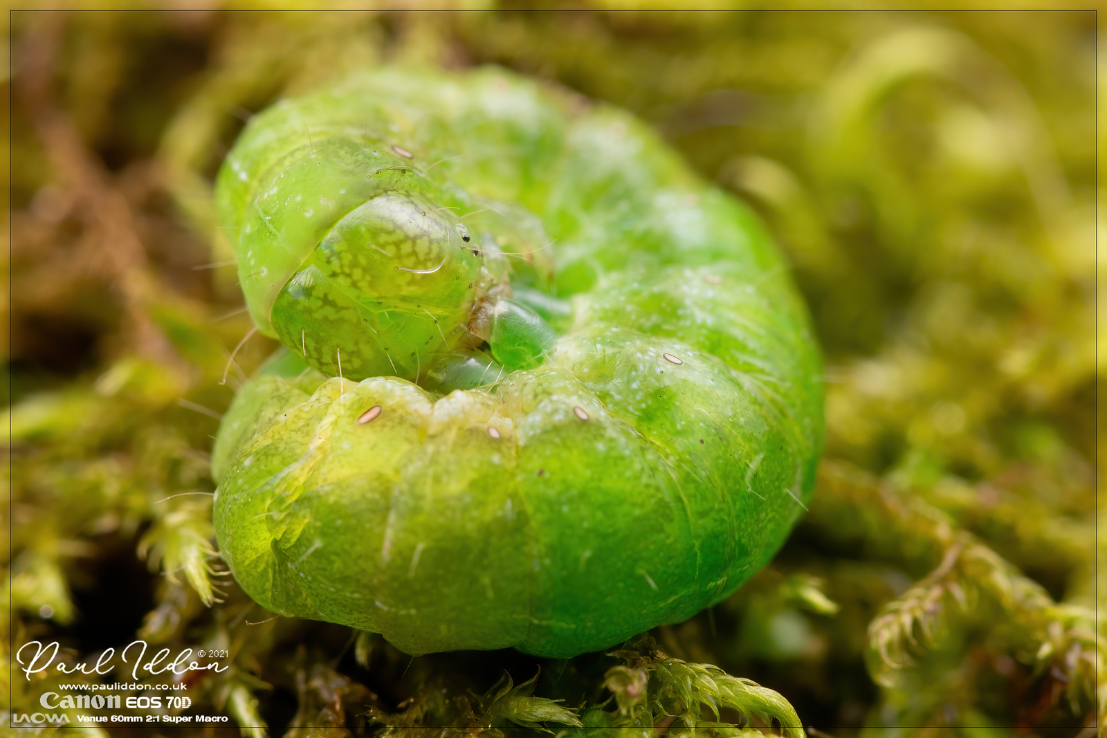 greeneyes-X3.jpg
