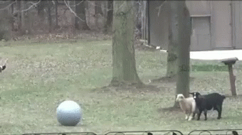 tenor.gif