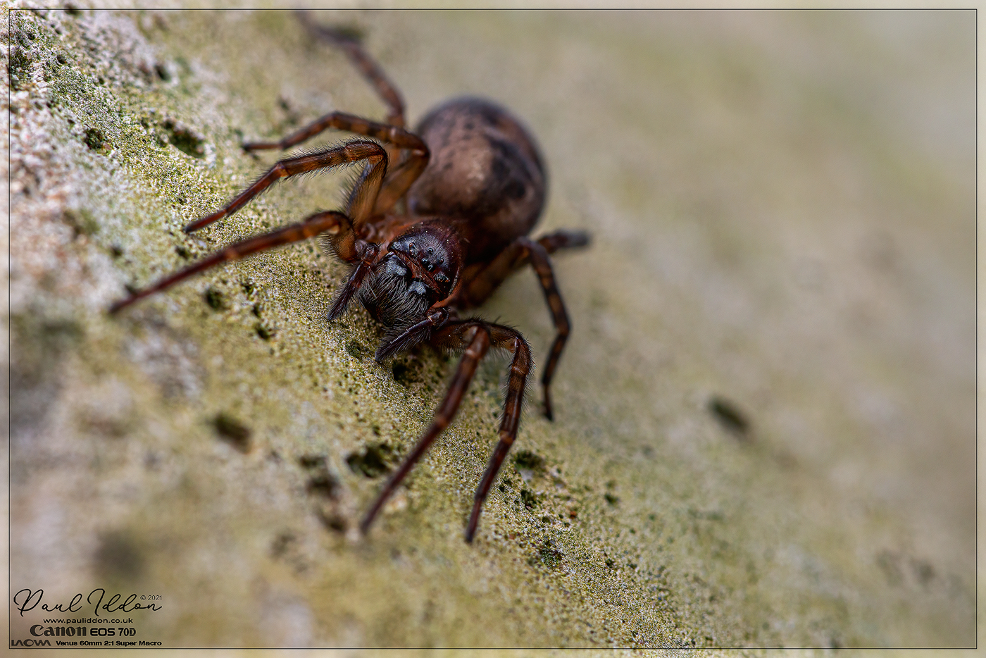 26spider01_1400.jpg