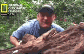 tumblr_lxeq88TrBe1r8cvzdo1_400.gif