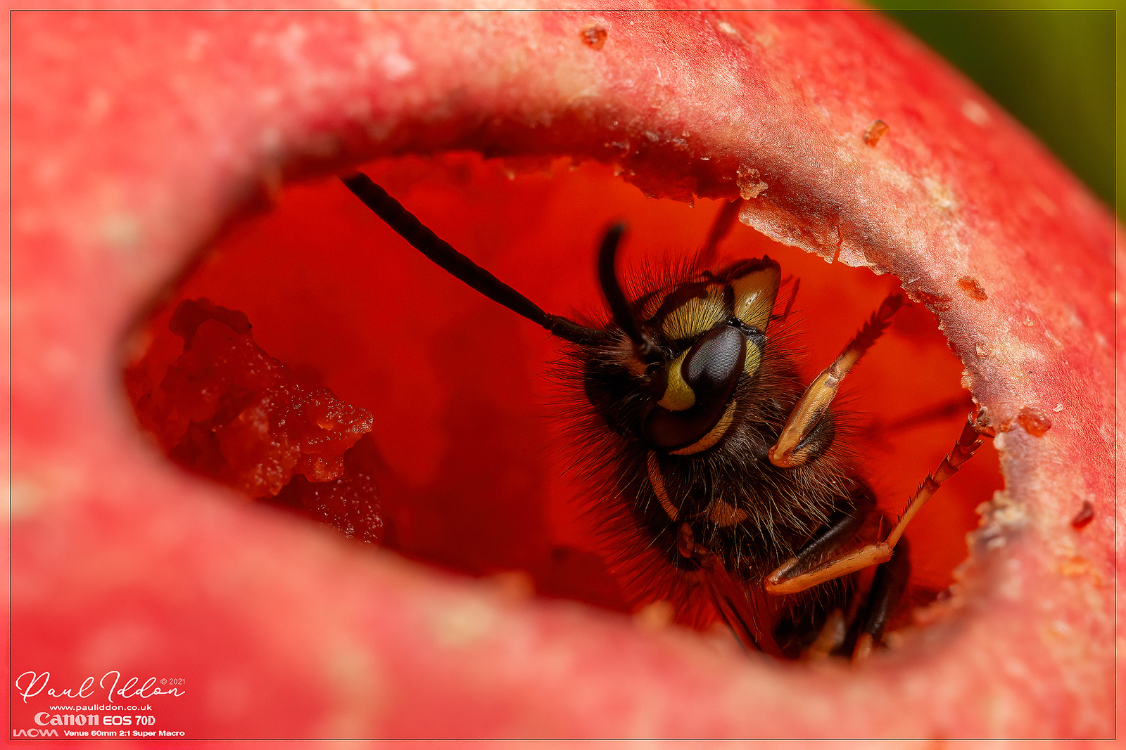 augwasp02_4k_1800-X3.jpg
