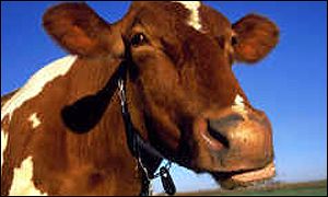 _1268481_guernsey_cow300.jpg