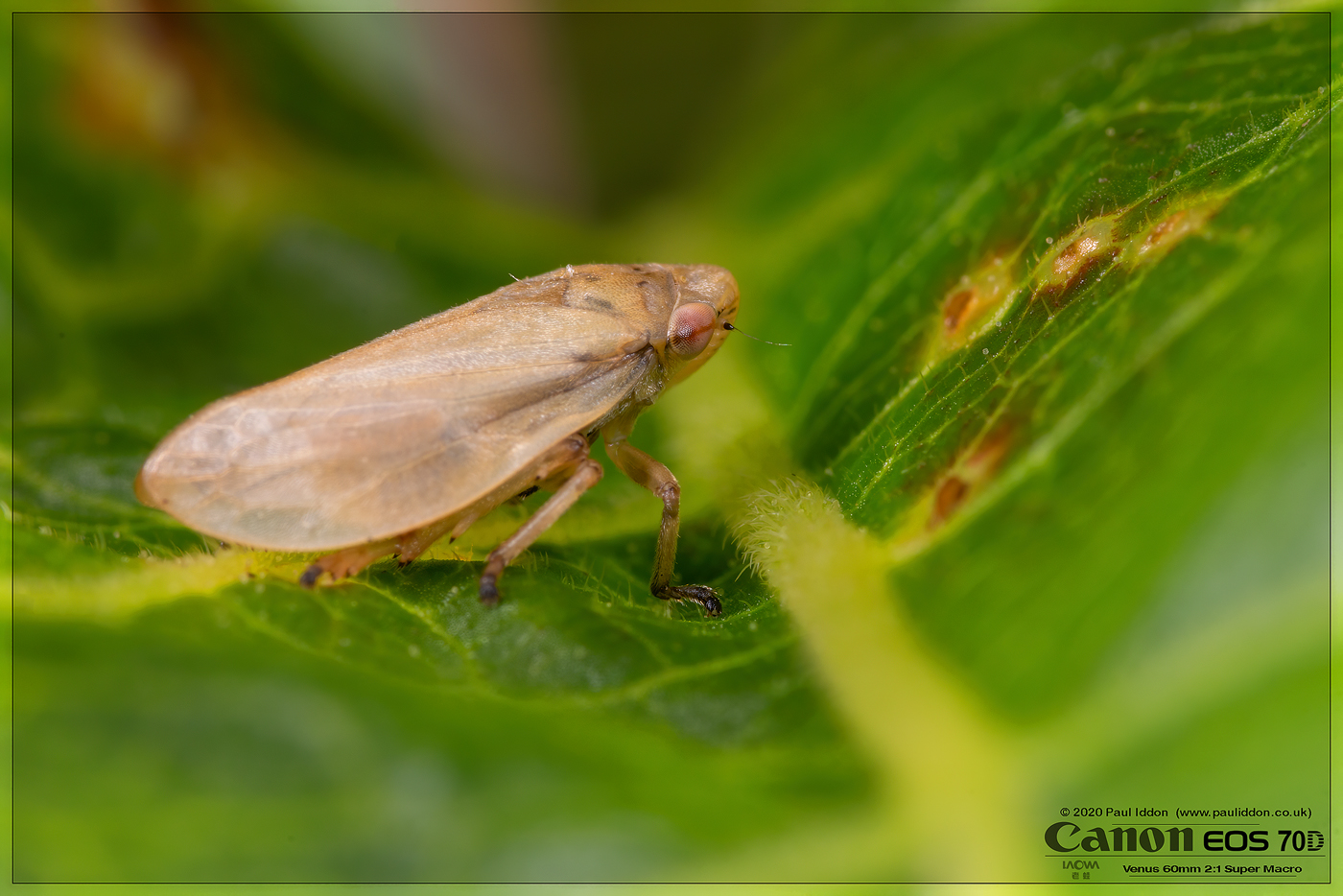 Leafhopper_20_2.jpg