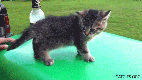 tumblr_n9orwtv8hJ1t16bjuo1_500.gif