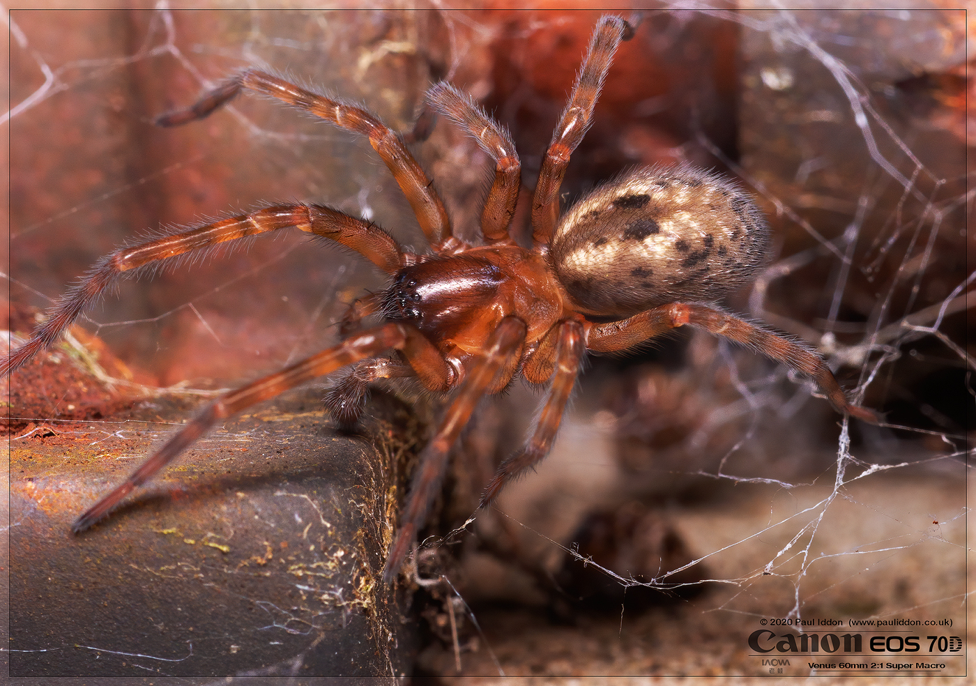 spid001.jpg