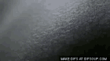 tenor.gif