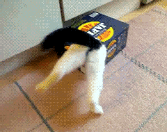 tumblr_mk62p9v8st1rjatz0o1_250.gif
