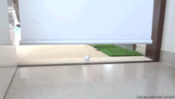 tumblr_nbxkzdN88X1s9rrcgo1_250.gif