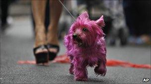 _54177840_pink_dog_ap.jpg