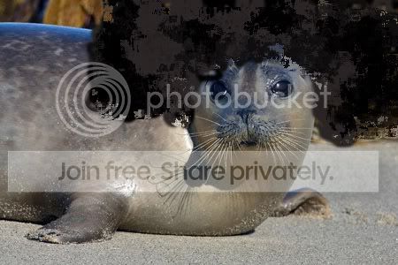 harbor_seal_3497np12.jpg