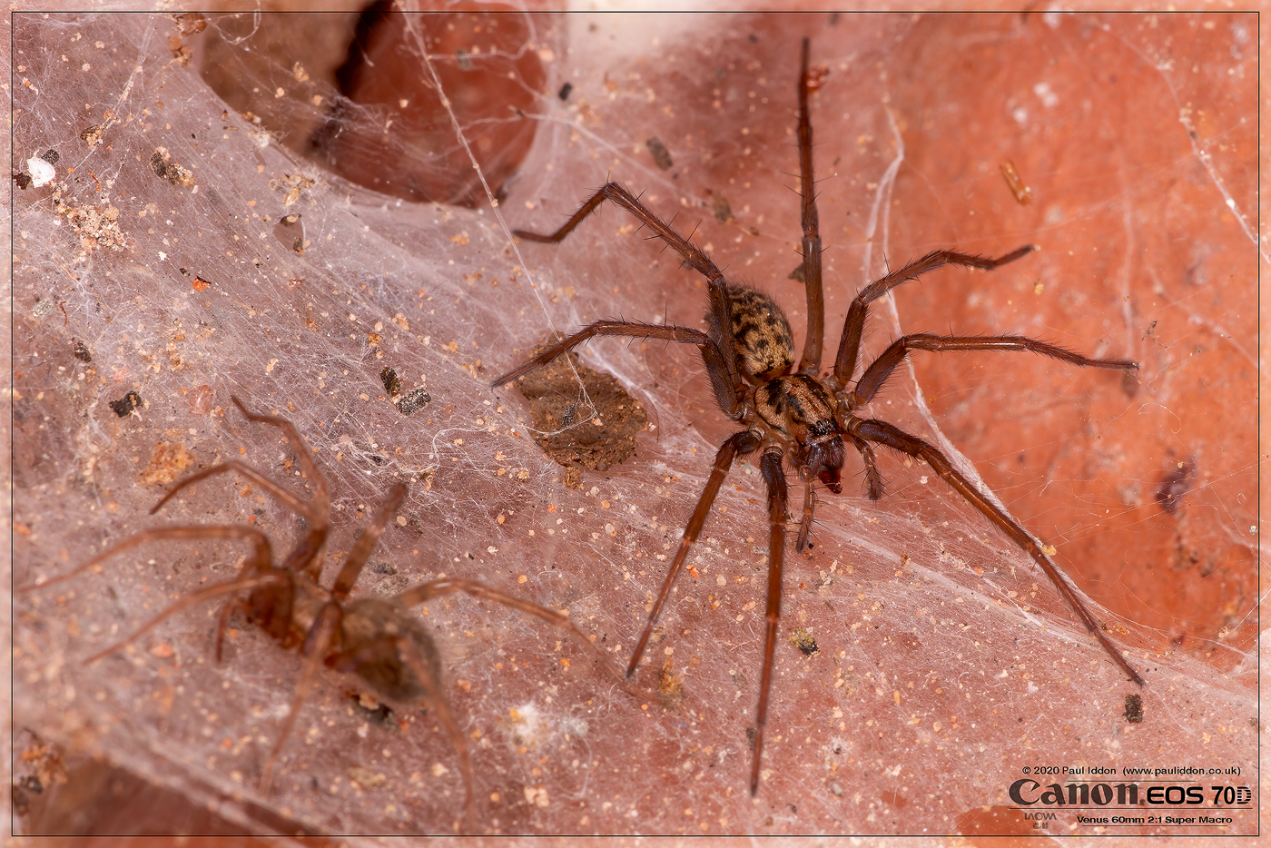 Duo_Spiders.jpg