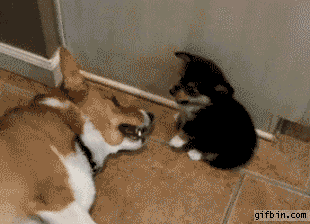 1327430211_puppy_fart.gif