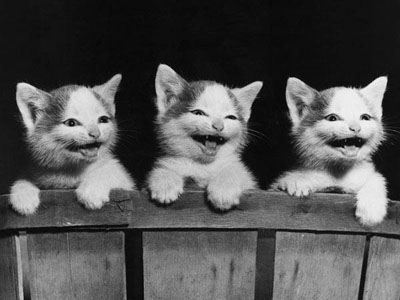 3_kittens_laughing1.jpg