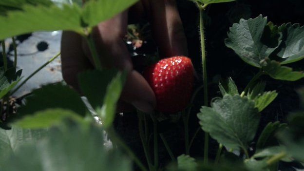 _101731292_closeupstrawberry.jpg