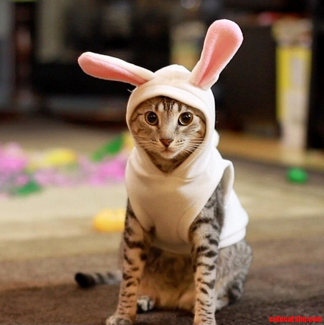 Happy-Easter-Cat1.jpg