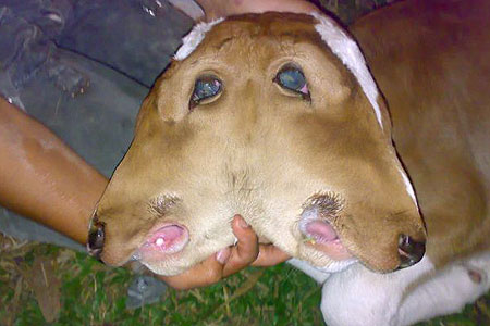 cow3107AP_450x300.jpg