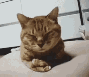 cat-no.gif