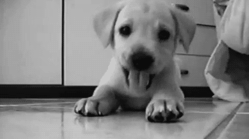 tumblr_ly228qBUcW1r6zob3o1_500.gif