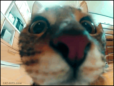 tumblr_nubyewnEnH1ucw7ggo1_400.gif