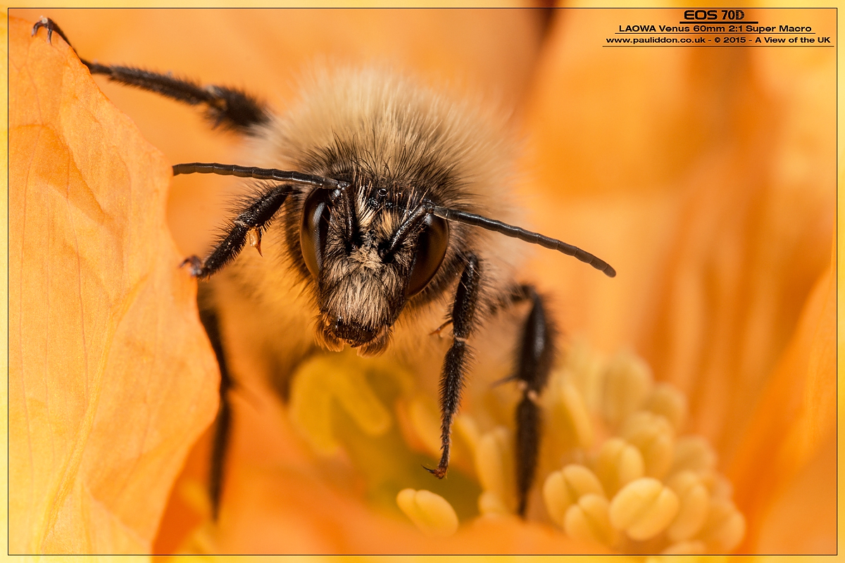 1200Bee1autumn.jpg
