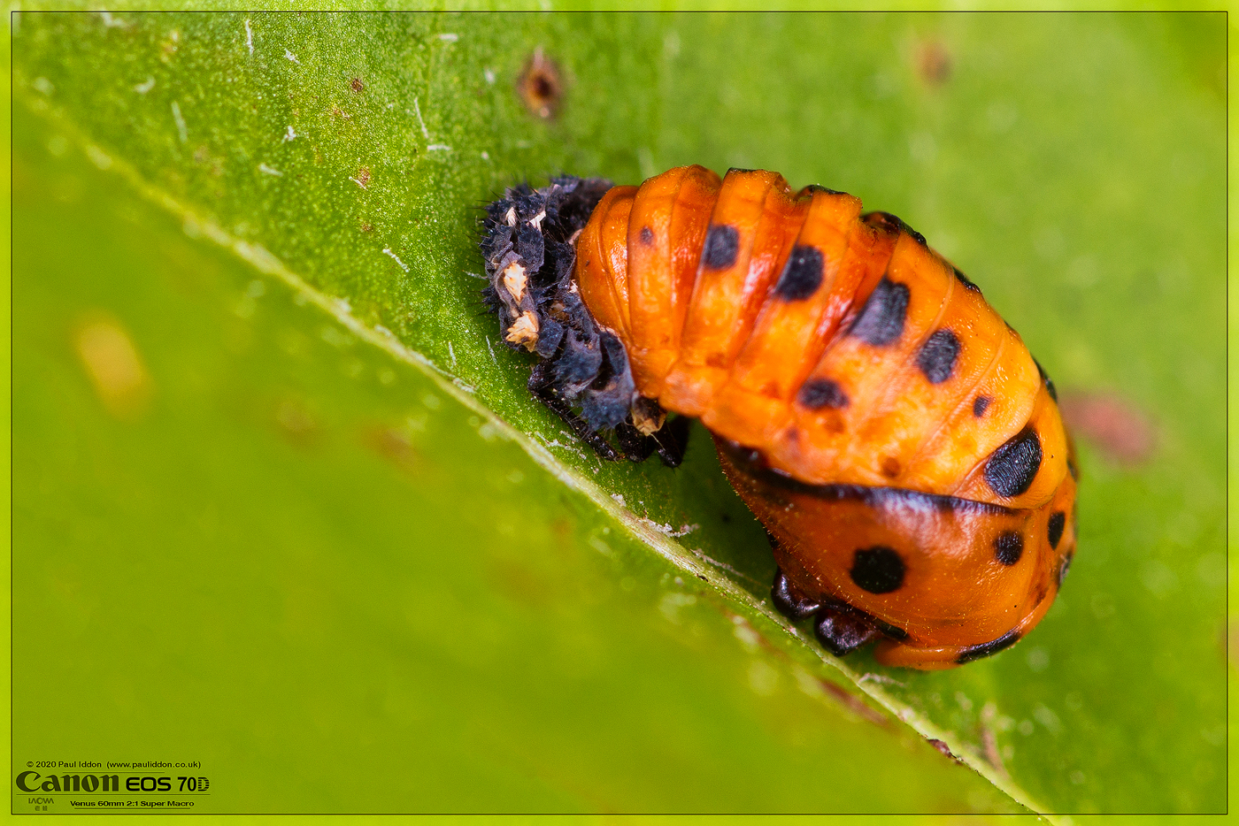 lady_larva_2020_01.jpg
