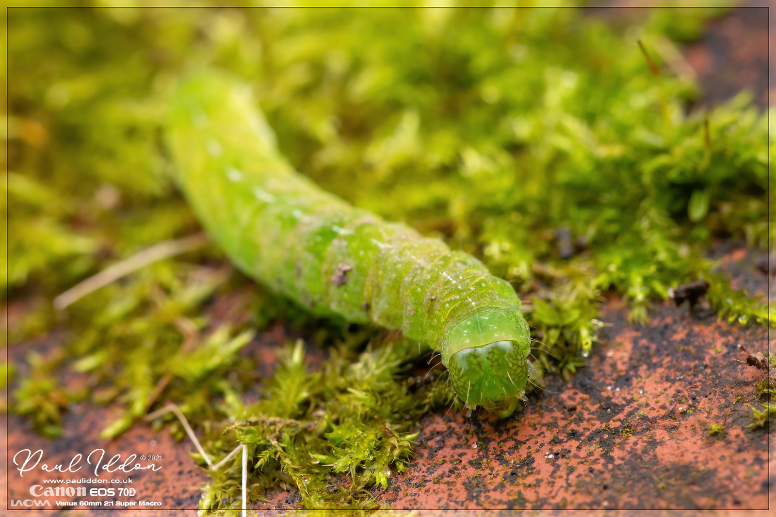 green1-X3.jpg