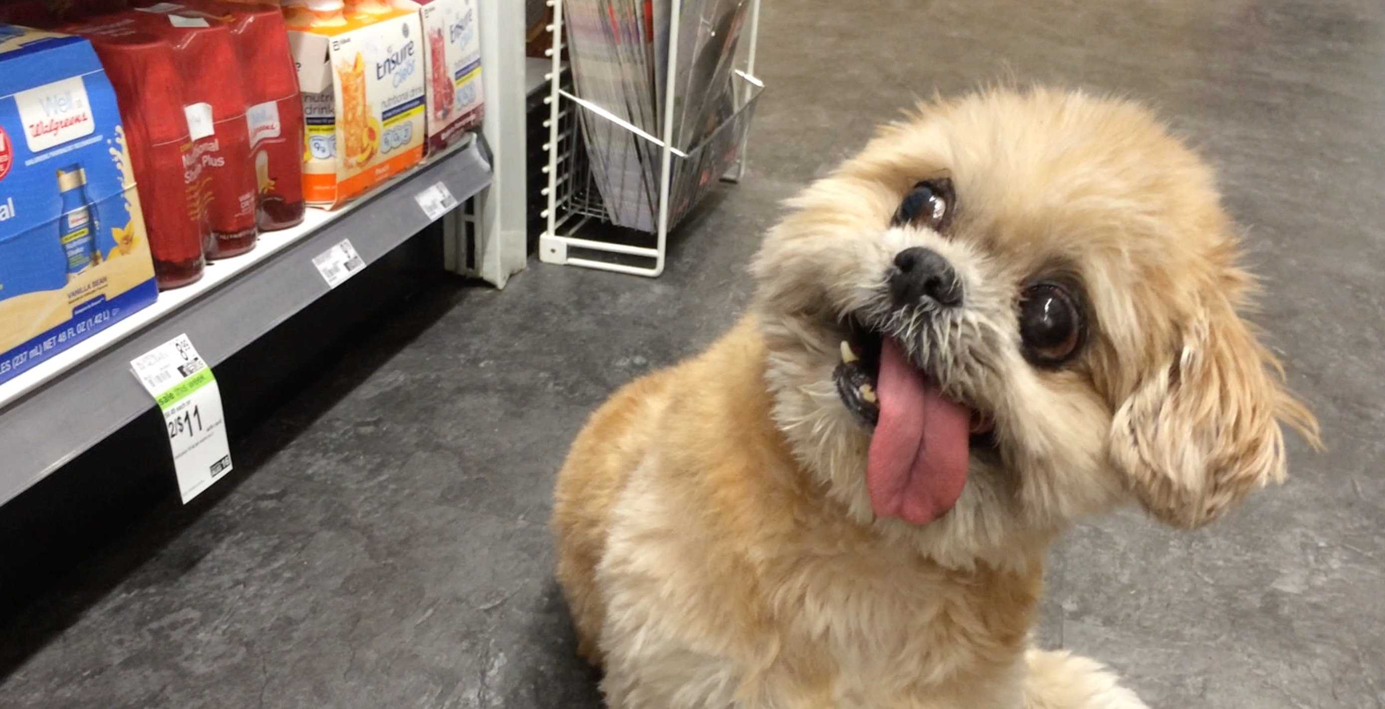funny-derpy-looking-little-dog.jpg