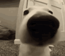 dog.gif
