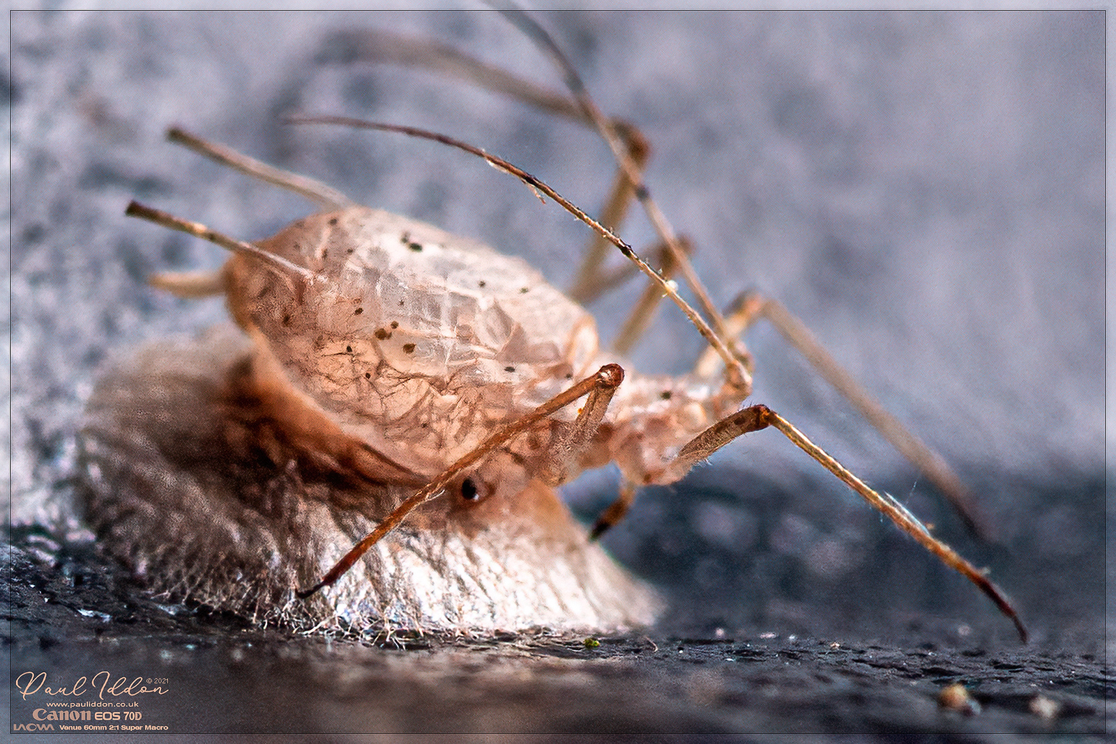 innards_4k_1800-X3.jpg