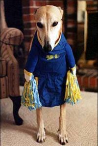 threecheersdog.jpg