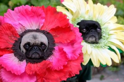 dog-halloween-costume4-400x266.jpg