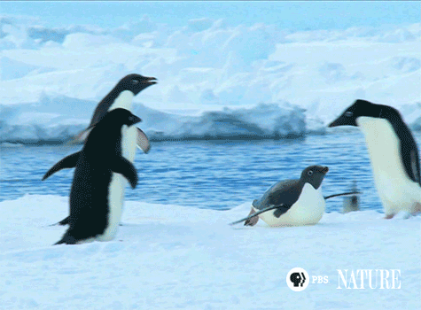 SnowChick-9.gif