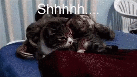 sloth-cat.gif