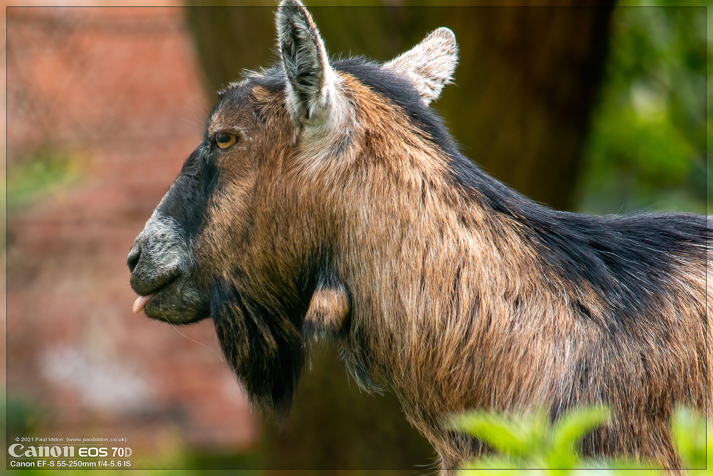 goat2_1400.jpg