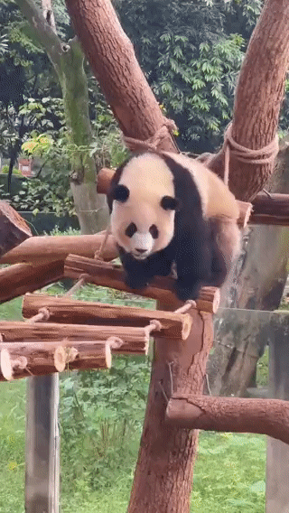 Panda.gif