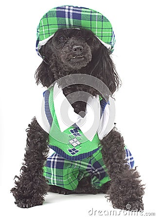 golf-dog-17714685.jpg