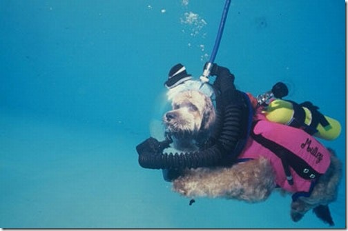 168331,xcitefun-diving-6.jpg