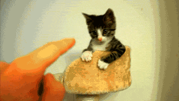 tumblr_mmuo1kSciN1r6g7k5o1_400.gif