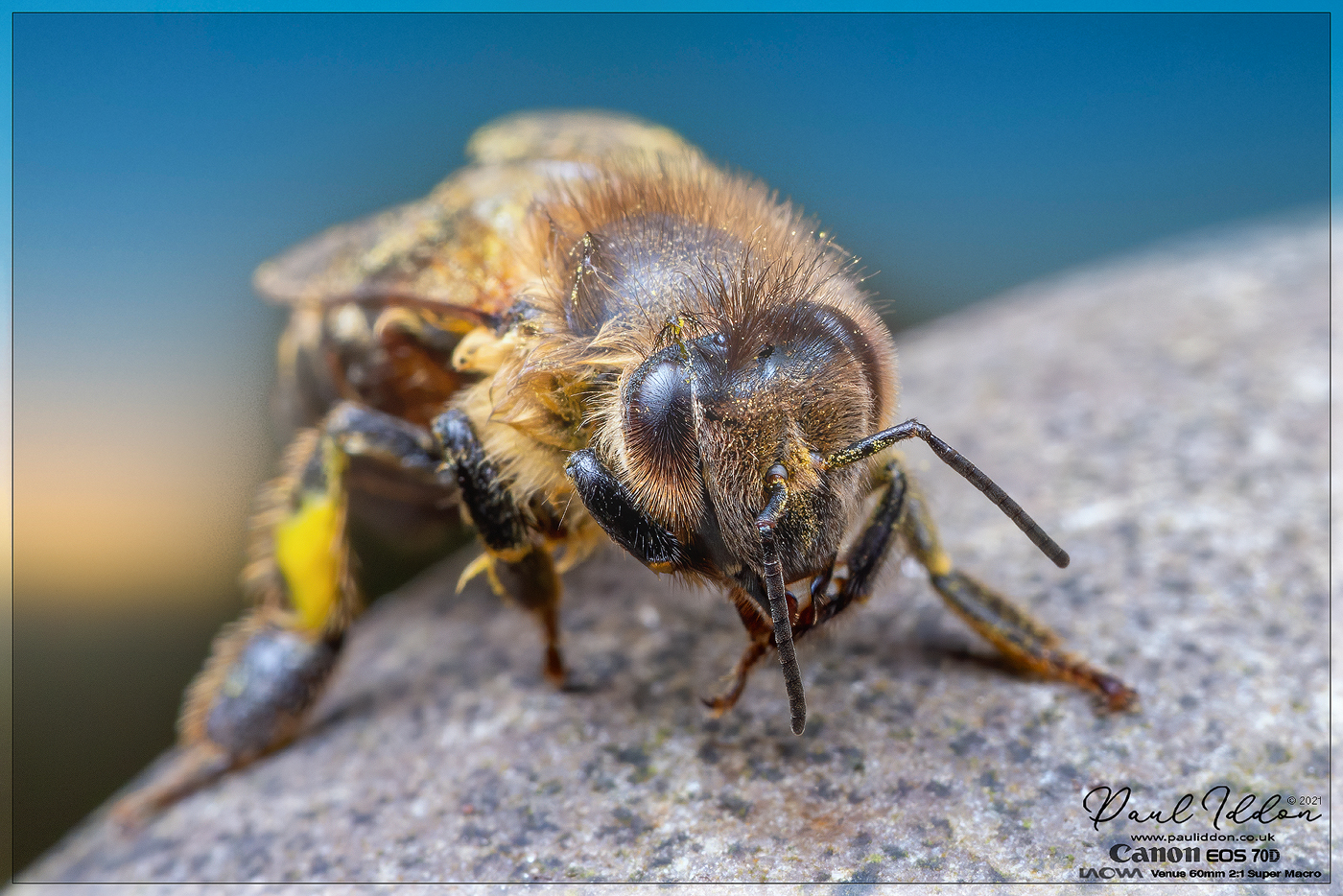 Bee1_1400.jpg
