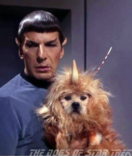 spock-dog.jpg
