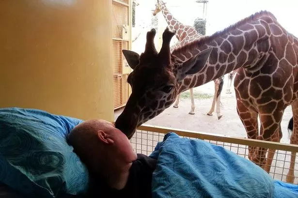 giraffe-3267945.jpg