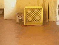 200w.gif