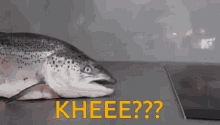 salmon-kheee-guat-shocked.gif