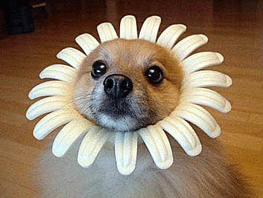 flower.png