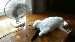 hot-summer-fan-cat-aib0rgd3lqv74twj.webp