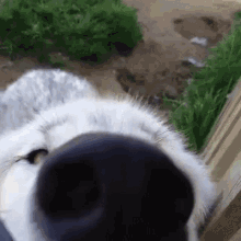 dog-sniff.gif