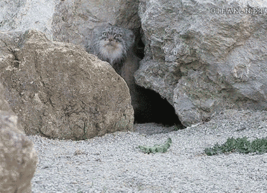 tumblr_n78o5fVcT61spy7ono1_400.gif